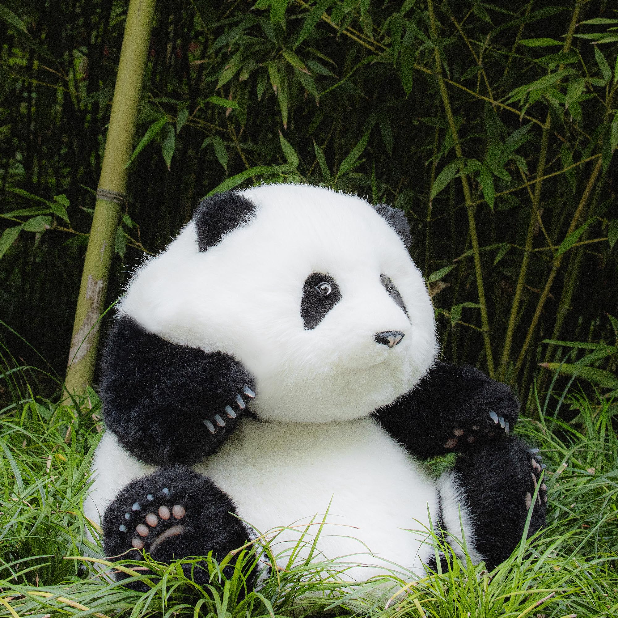 パンダHehua 生後5ヶ月　パンダぬいぐるみ Huahua Panda Plush 5 Months Old Handmade Realistic Panda Plush
